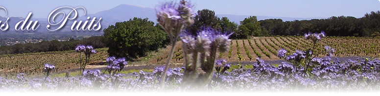 Paysage du Ventoux, en provence